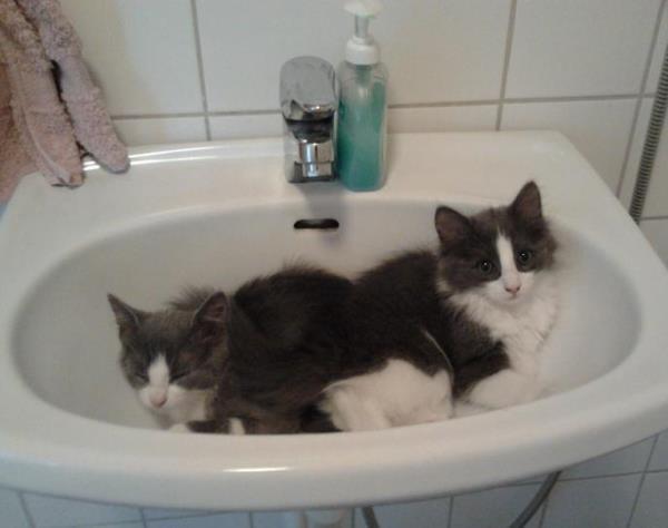 Kittens In A Sink