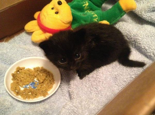 Little Black Cat