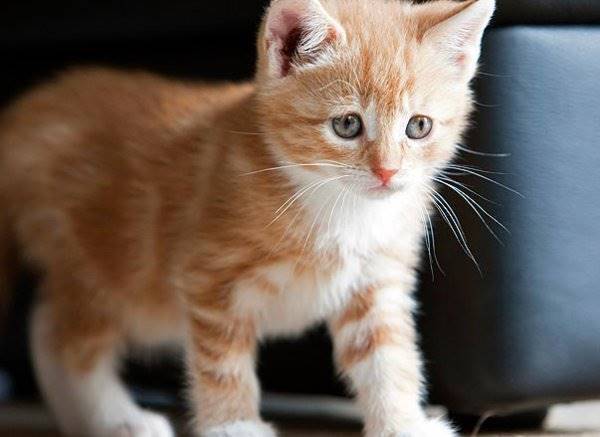 Orange Cat
