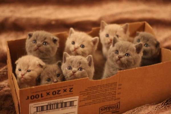 Scottish Fold Kittens