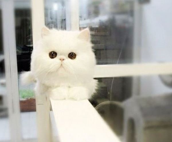 Small White Cat