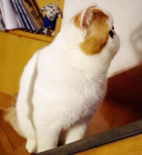 Snoopybabe Cat