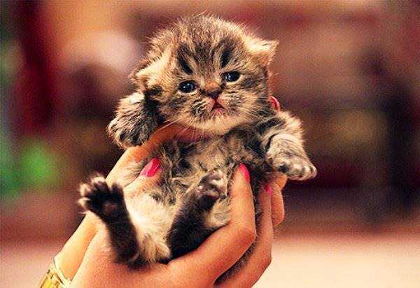 Tiny Cat