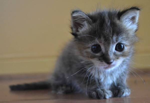 Tiny Kitten