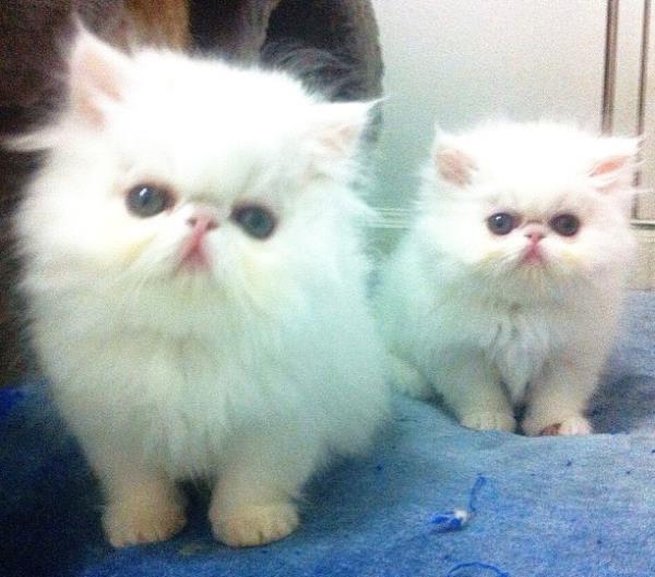 White Kittens