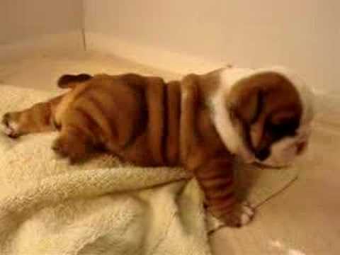 40 Of The Cutest Bulldog Pictures Ever