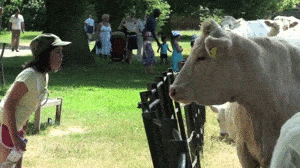Animals Being Assholes GIFs