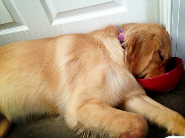 Asleep In His Bowl