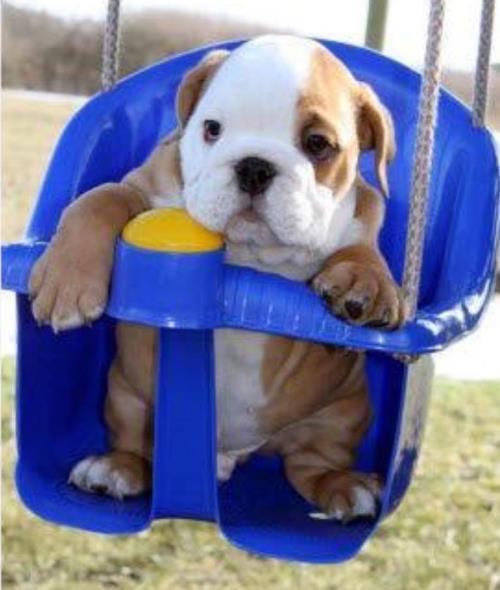 Baby Bulldog In A Swing