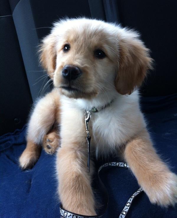 Baby Golden Retriever