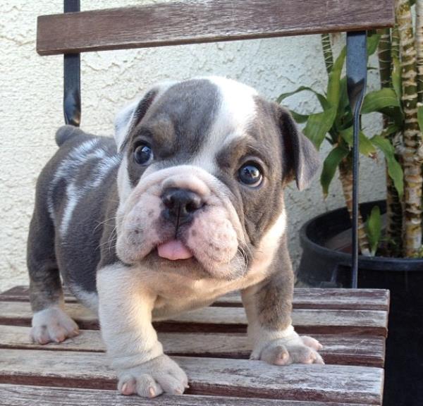 Bulldog Pictures Puppy
