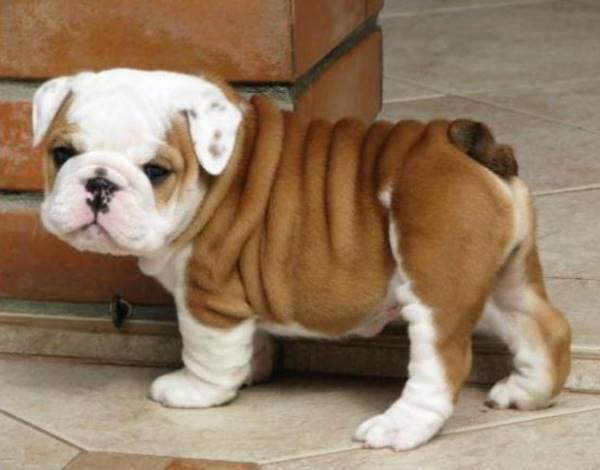 Bull Dog Puppy