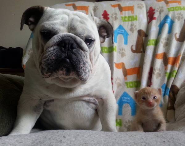 Bulldog And Cat
