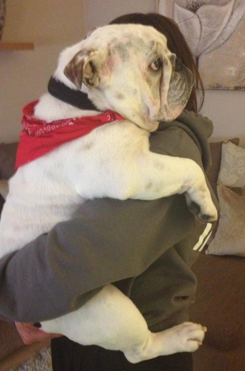 Bulldog Being Carried