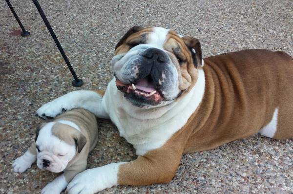 Bulldog Family