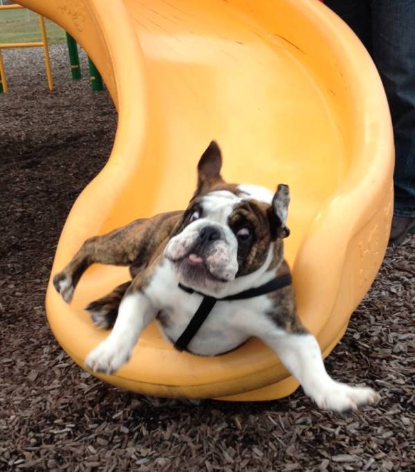 Bulldog Going Down A Slide