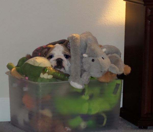 Bulldog Hiding In Toys