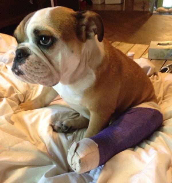 Bulldog In A Cast