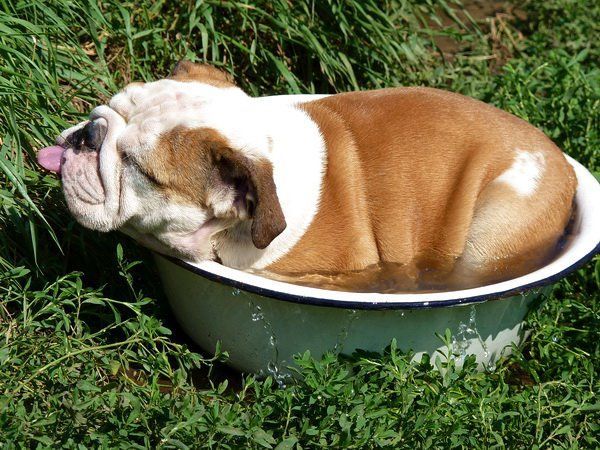 Bulldog In A Tub