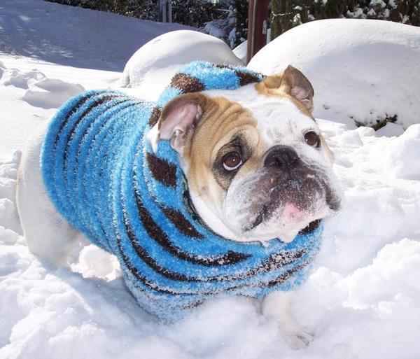 Bulldog In The Snow