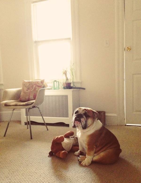 Bulldog In The Sun