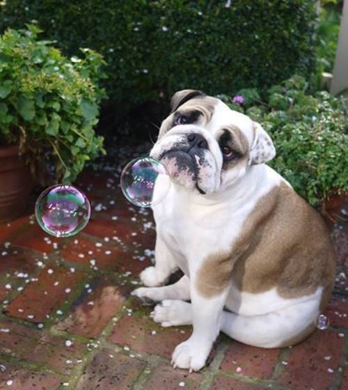 Bulldog Looking Sad