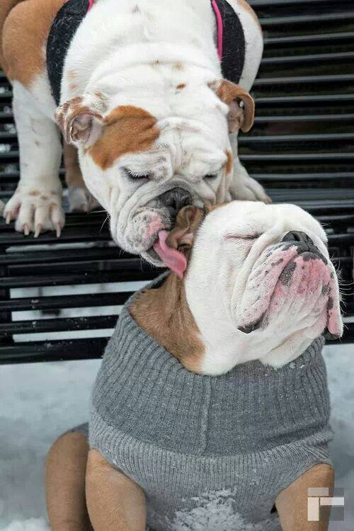 Bulldog Love