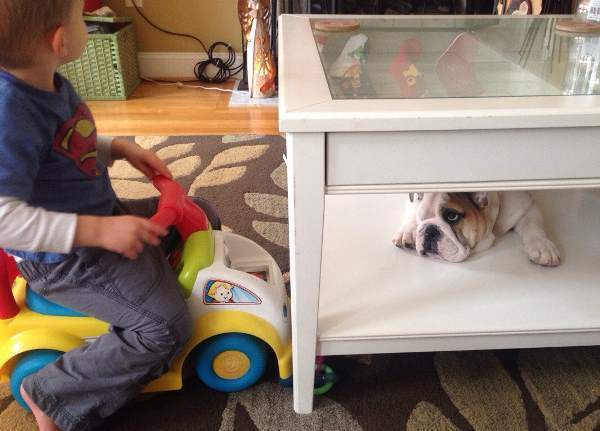 Bulldog Photos Hiding