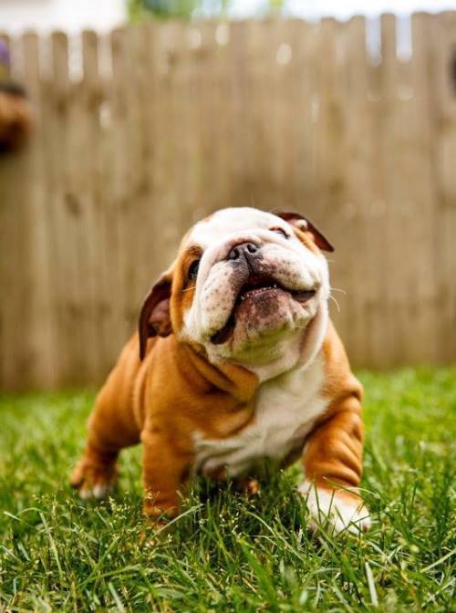 Bulldog Photos