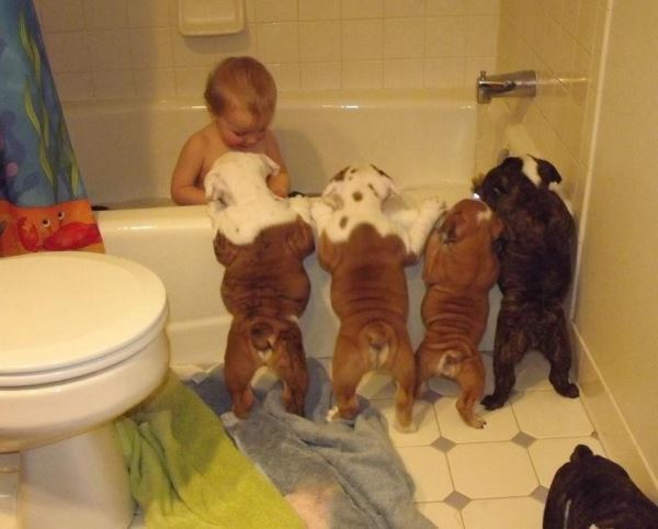 Bulldog Pictures Bath Time