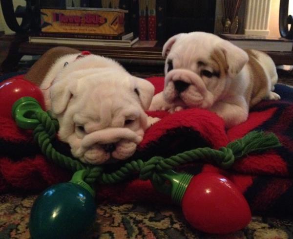 Bulldog Pictures Christmas