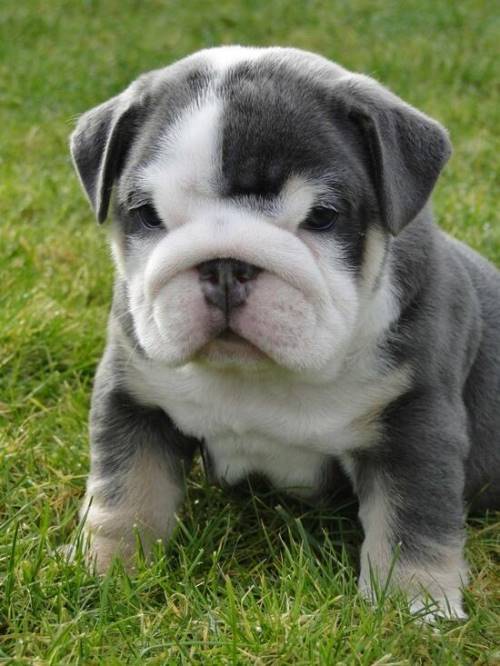Bulldog Pictures Puppy