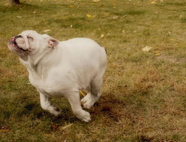 Bulldog Pictures Running