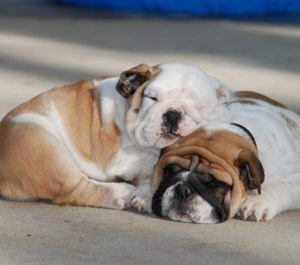 Bulldog Pictures Snuggling