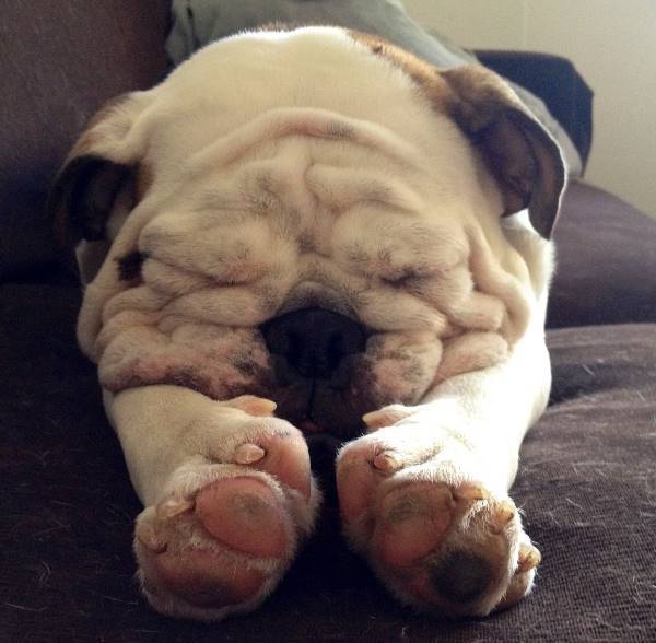Bulldog Pictures Stretching