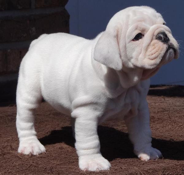 Bulldog Pictures Tiny