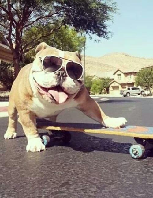 Bulldog Pictures