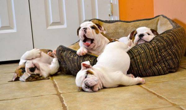 Bulldog Puppies In A Basket