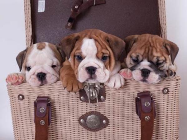 Bulldog Puppies In A Purse