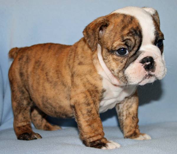 Bulldog Puppy Picture