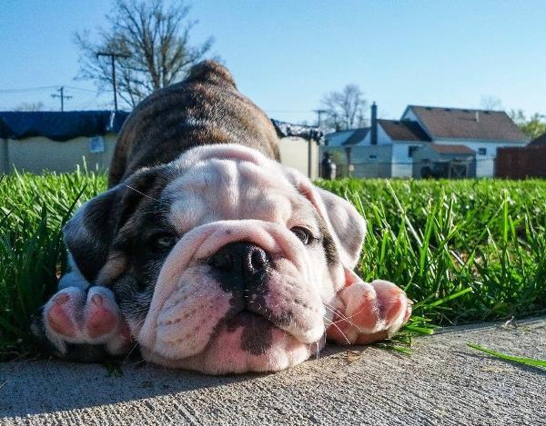 Bulldog Puppy Stretching