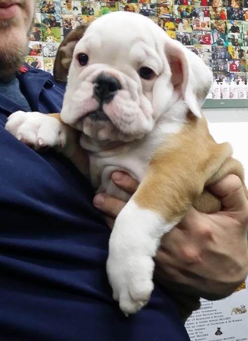 Bulldog Puppy