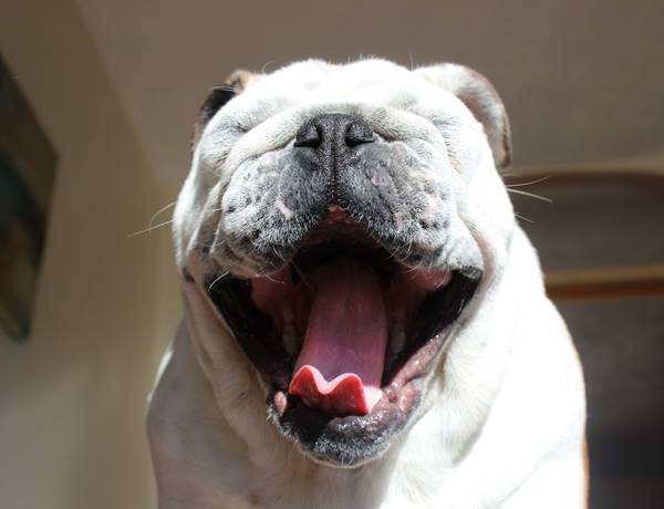 Bulldog Smiling