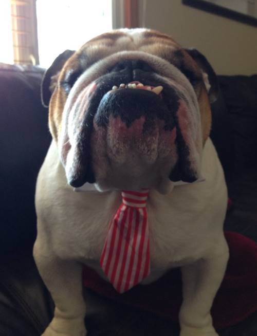 Bulldog Wearing A Tie