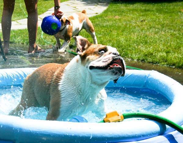 Bulldog