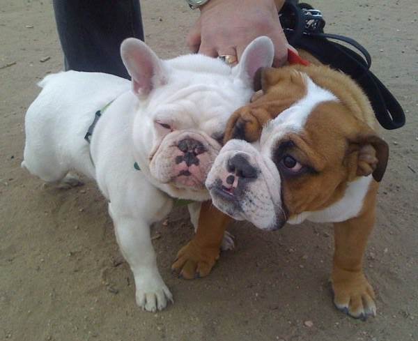 Bulldogs Snuggling