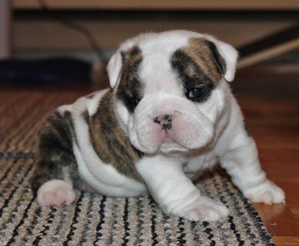 Bulldogs