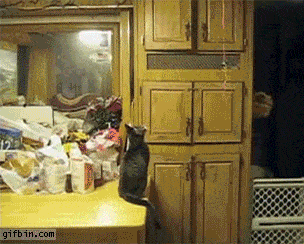 Cat Climbs Cabinets