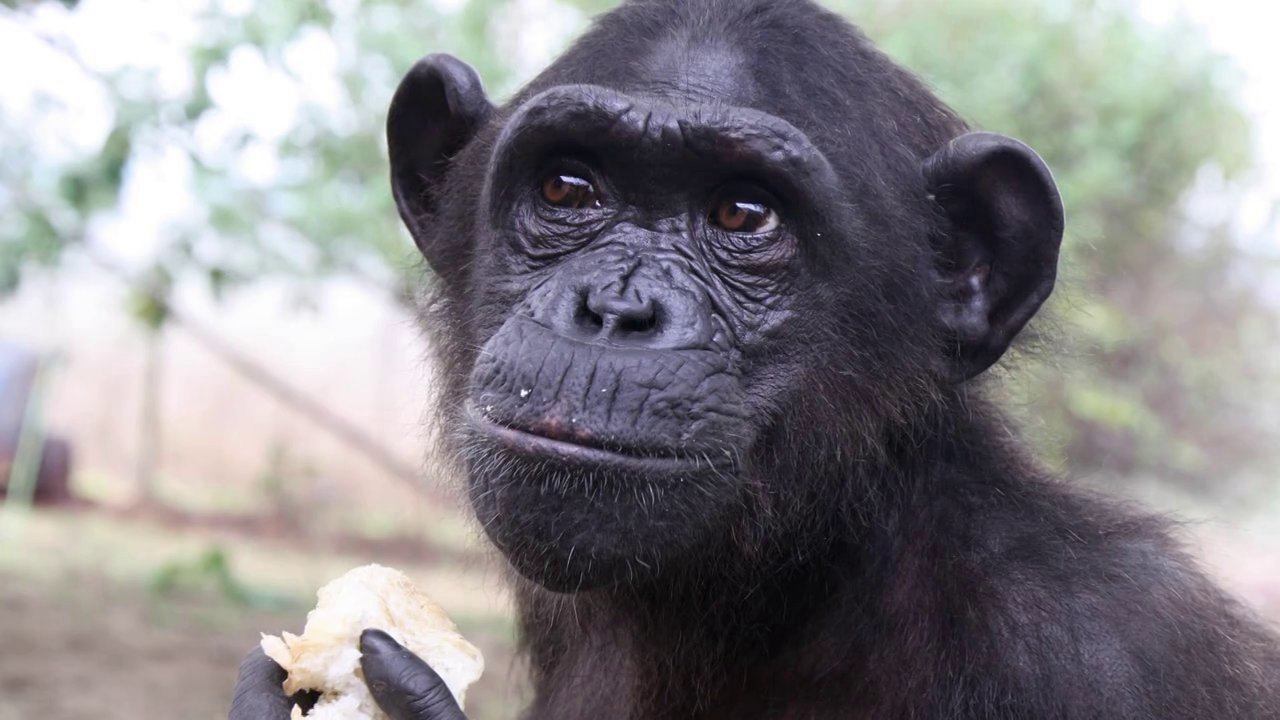 My Life with the Chimpanzees by Jane Goodall My Life with the Chimpanzees by Jane Goodall