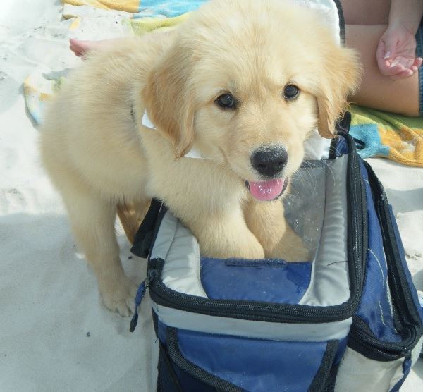 Cooling Down His Paws